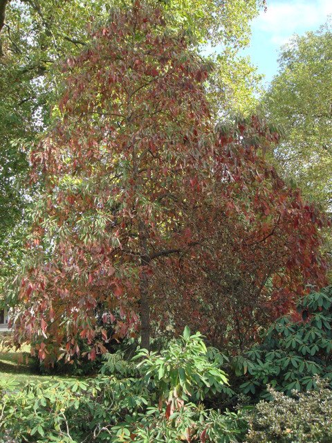 Sassafras albidum automne (2)